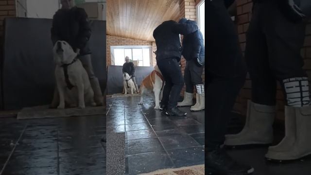 Ударил по плечу и сразу получил ответ от Алабая. Арес в обиду своих не даст. #алабай смотреть онлайн