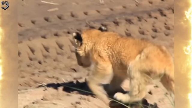 УНИКАЛЬНОЕ СОБЫТИЕ - ЛЬВИЦА ПРИНЯЛА в СЕМЬЮ БРОШЕННОГО ДЕТЁНЫША ЛЕОПАРДА . МИЛОСЕРДИЕ или .. смотреть онлайн