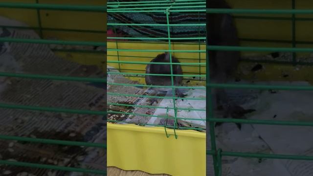 Вертячка смотреть онлайн