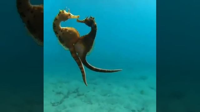 See Horses Mating😜 смотреть онлайн