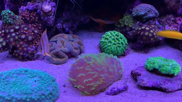 Monster - Fungia смотреть онлайн