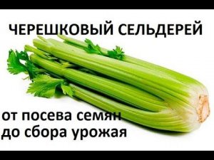 Черешковый сельдерей от посева семян до сбора урожая.