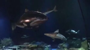 Большая Летающая Акула на Радиоуправлении | Игрушка с AliExpress