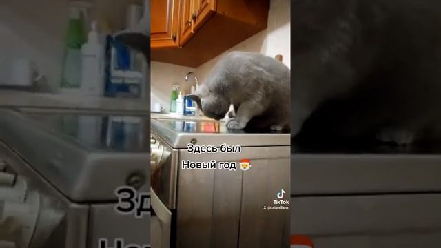 кот Наф-Наф 🐖 знает какая гадость эта заливная рыба #shorts #food #cats #котНаф-Наф смотреть онлайн