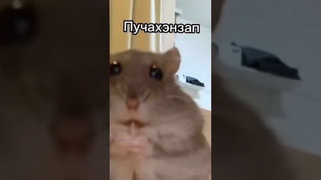 Мотивация от хомяка смотреть онлайн