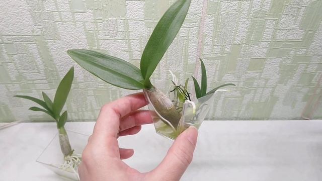Dendrobium bigibbum var.compactum. Продажа. смотреть онлайн