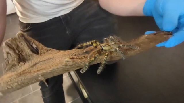 How to care for the poecilotheria ornata the fringed ornamental смотреть онлайн