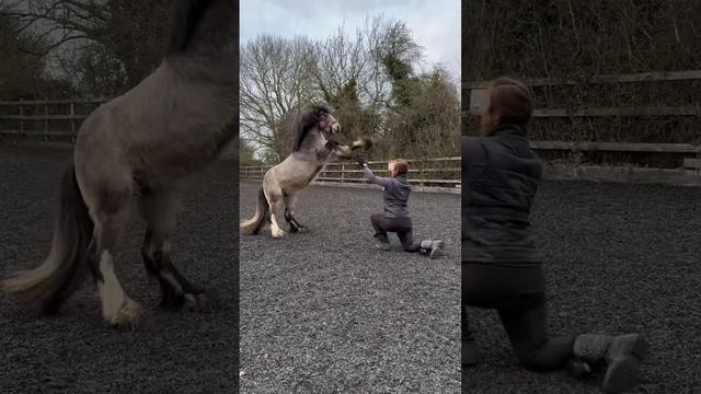 My little stallion #heart #stallion #cob #horsetime #tophorse #bestanimal #myhorse #equestrian #rec смотреть онлайн
