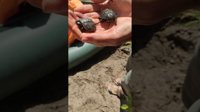 Черепашки смотреть онлайн