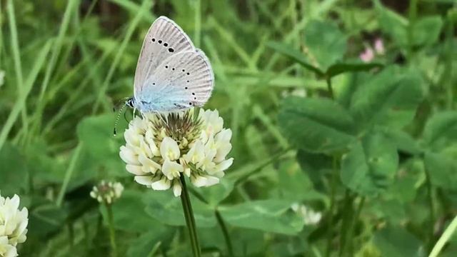 カバイロシジミ/Glaucopsyche lycormas 北海道津別町 2018/07/09 Tsubetsucho Hokkaido, Butterfly of Japan смотреть онлайн