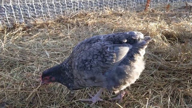 Blue Cuckoo Marans: 4-Month-Old Chickens смотреть онлайн