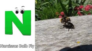 Insects Alphabet Song | Insects ABC Song | Phonics for Kids, Baby, Alphabet Letters