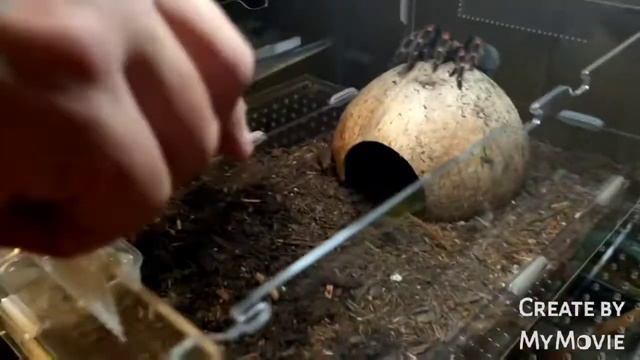 Friday night feeding Brachypelma Hamorii. смотреть онлайн