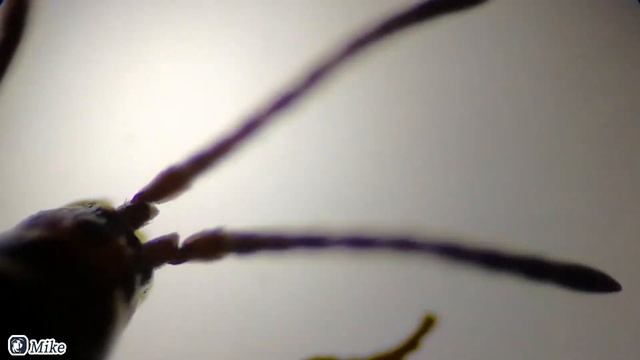 I find a tiny black bug in the basin, what's this animal? is it a spider? смотреть онлайн