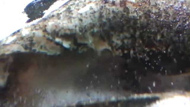 Neolamprologus Helianthus смотреть онлайн
