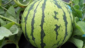 Ультраскороспелый арбуз. Вызревает рано в Сибири под открытым небом. Розовый, очень сладкий. Семена