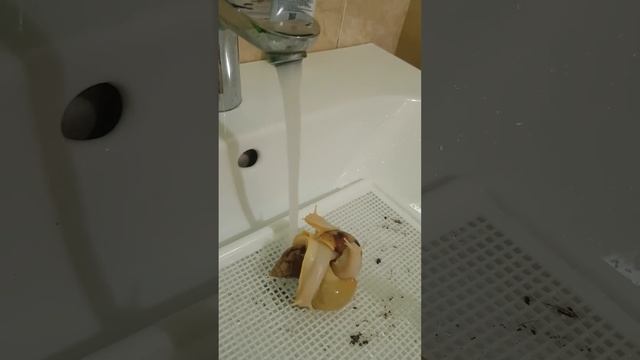 Купание улиток ахатин смотреть онлайн