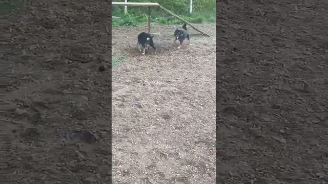 Лесси, 6 месяцев .Уфа смотреть онлайн
