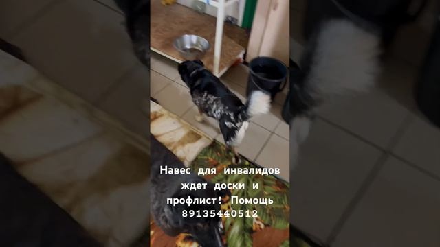 Сказки из жизни приют Хакасия помощь вольер для инвалидов! 89135440512 смотреть онлайн