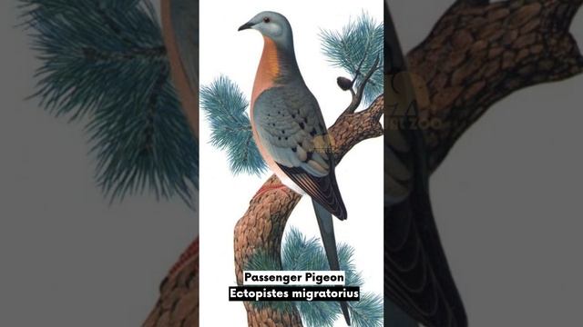 6 Animals We Ate Into Extinction !! смотреть онлайн