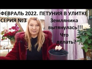 Февраль 2022. серия №3. Петуния в улитке. Уход за рассадой.