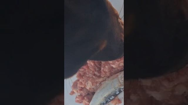 bella didn't want the sardine#doberman #puppy #dog #doberman #food #asmr #asmrsounds смотреть онлайн