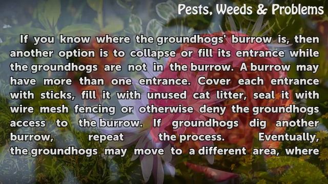 How to Get Rid of Groundhogs Naturally смотреть онлайн