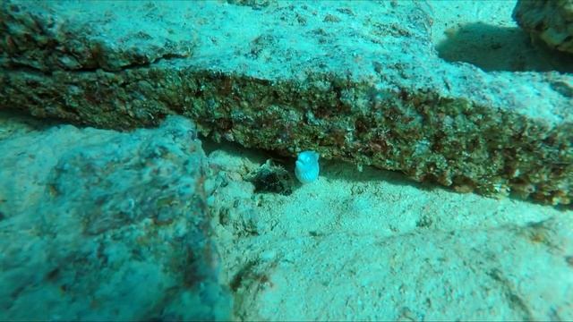 Sahl Hasheesh New Marina Diving