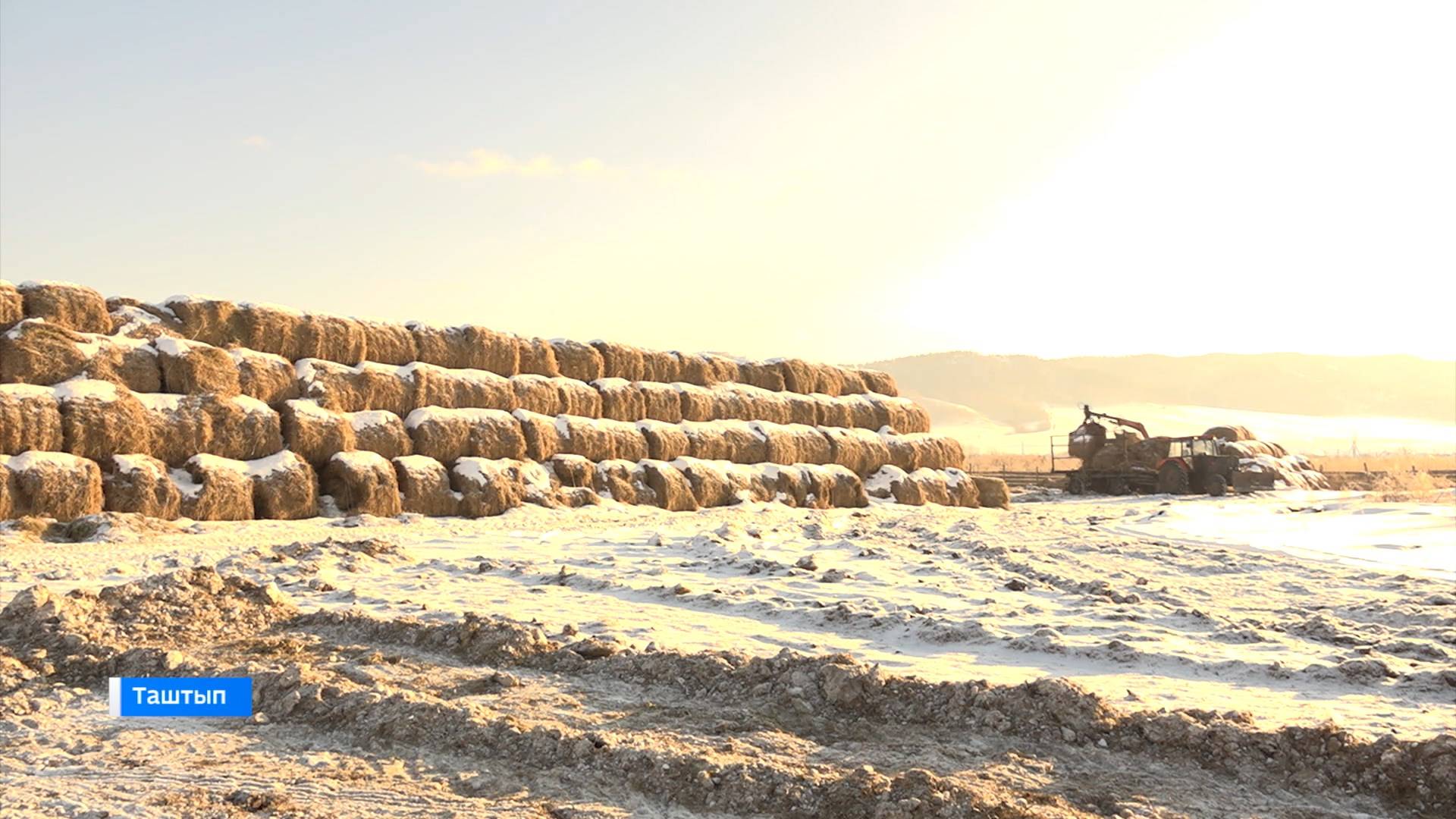 В ООО «Нива» Таштыпского района зимовка проходит успешно смотреть онлайн