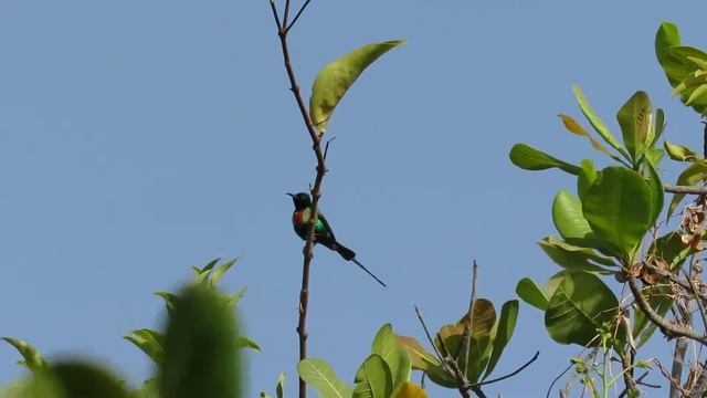 Beautiful Sunbird Cinnyris pulchellus смотреть онлайн