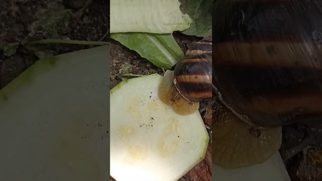ЖИЗНЬ УЛИТКИ 🐌🐌🐌 смотреть онлайн