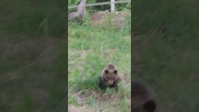 #вахта #вахтовыйметод #работа #работавахтой #весна #животные #север #якутия #медведь #чаянда #Витим смотреть онлайн