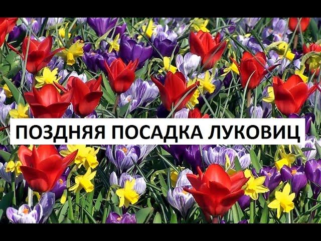 Поздняя посадка луковичных. смотреть онлайн