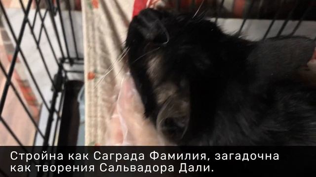 СЕНЬОРИТА МУРИТА смотреть онлайн