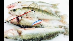 ОВХ!СУДАК ЗАШЕВЕЛИЛСЯ!РЫБАЛКА НА РАТЛИНЫ, ОВХ, ШАРАП