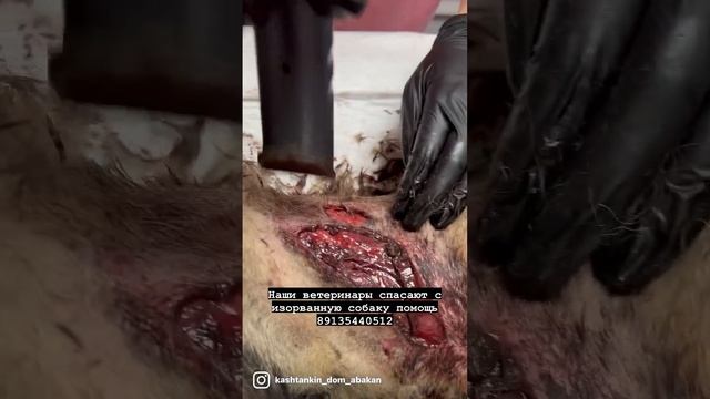 Сказки из жизни приют Хакасия помогите строить вольеры! Собаки желают вам здоровья! 89135440512 смотреть онлайн