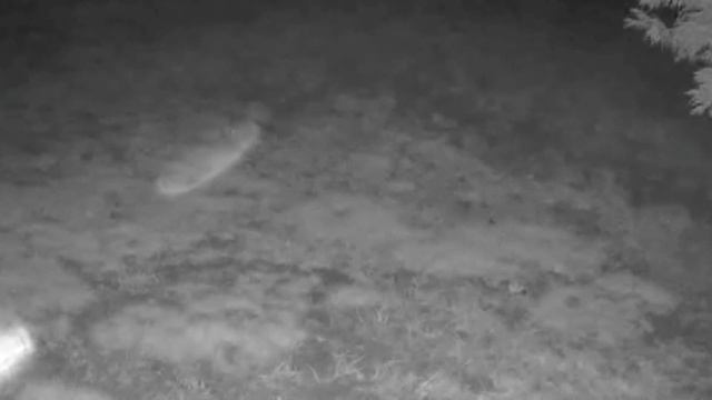 04 19 24 142am An opossum walks near garden in the back field. #wildlife #opossum ##opossums смотреть онлайн