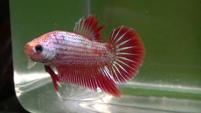 Z20101113_M28 смотреть онлайн