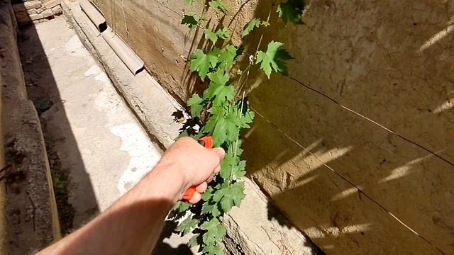 Убираю возможные очаги заражения.Как сохранить урожай без химии. #виноград#уход#пасынки# смотреть онлайн