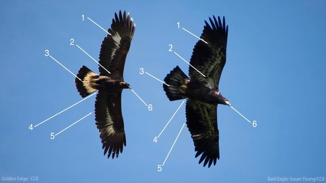 Bald Eagle vs Golden Eagle Identification смотреть онлайн