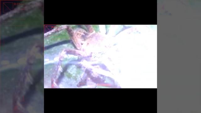 11 Animais mais perigosos da Amazônia #perigos смотреть онлайн