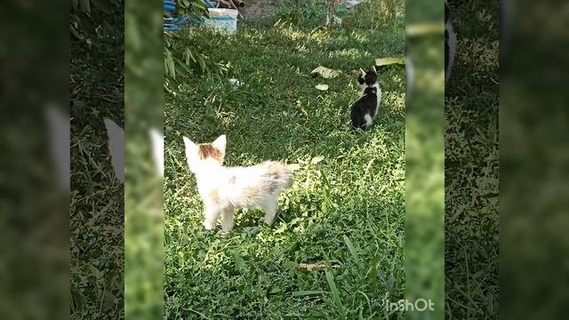 видео про 4 кошек смотреть онлайн