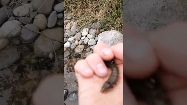 Рыба с ногами 😂 смотреть онлайн
