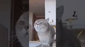 Смешные коты без озвучки 3 нарезка #коты #котики