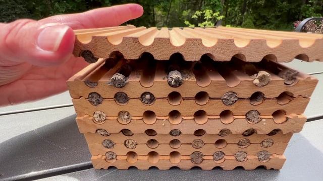 Part 1 - What Are Your Baby Bees Doing? Look Inside a Mason Bee Nesting Block смотреть онлайн