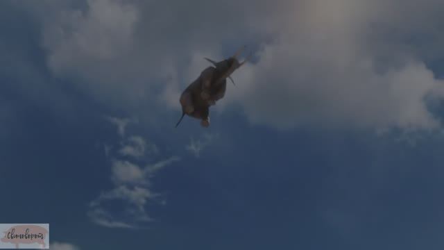 Нутряной слон (Intrinsic Elephant)