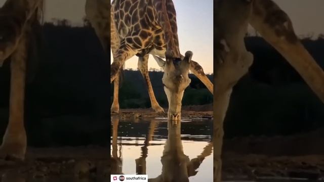 South Africa Giraffe at water Hole смотреть онлайн