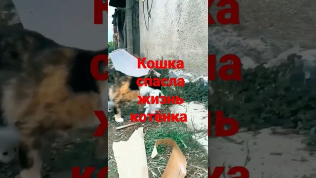 Кошка спасла жизнь котёнка #кошки . смотреть онлайн