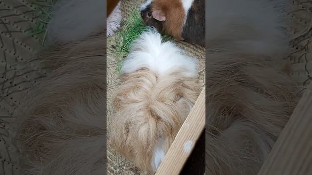 ❤️ МОЯ БАНДА – морские свинки ❤️ смотреть онлайн