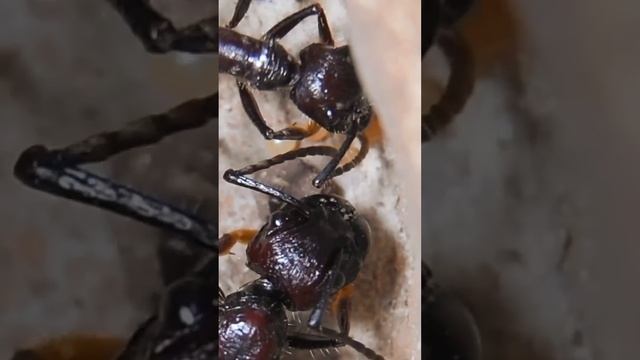 La Formica Proiettile: La Puntura più Dolorosa del Mondo! смотреть онлайн